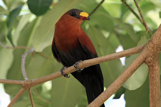 Sulawesimalkoha - Phaenicophaeus calyorhynchus Sulawesimalkoha - Phaenicophaeus calyorhynchus