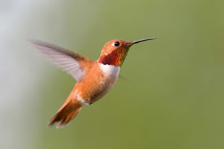 Rosse kolibrie - Selasphorus rufus