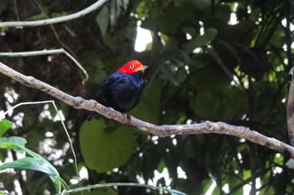 Roodkruinmanakin - Pipra aureola Geelbroekmanakin Pipra mentalis