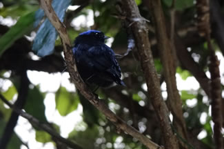 Oranjekraagmanakin - Manacus aurantiacus Kuifmanakin Lepidothrix coronata