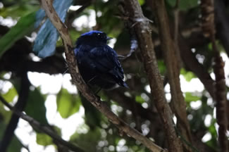 Kuifmanakin - Lepidothrix coronata