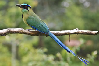 Amazonemotmot - Momotus momotav Amazonemotmot - Momotus momota