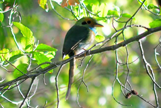 Blauwkeelmotmot - Aspatha gularis