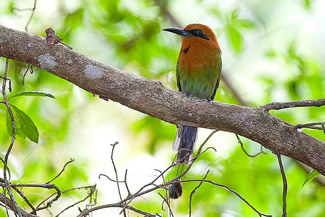 Breedsnavelmotmot - Electron platyrhynchum Breedsnavelmotmot - Electron platyrhynchum