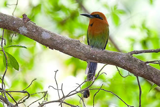 Breedsnavelmotmot - Electron platyrhynchum