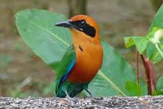 Rosse motmot - Baryphthengus martii