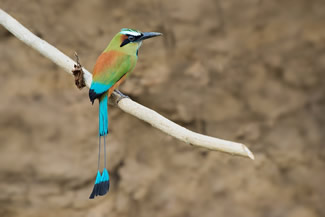 Wenkbrauwmotmot - Eumomota superciliosa