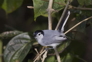 Amazonemuggenvanger - Polioptila plumbea