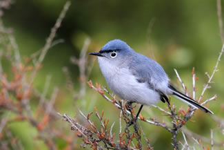 Blauwgrijze muggenvanger - Polioptila caerulea