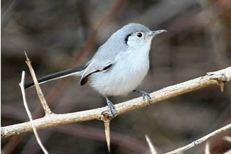 Crèmebuikmuggenvanger - Polioptila lactea