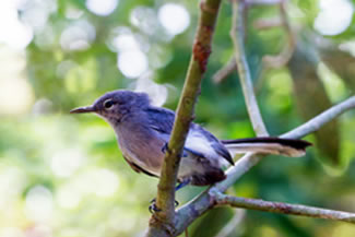 Iquitosmuggenvanger - Polioptila clementsi Iquitosmuggenvanger - Polioptila clementsi