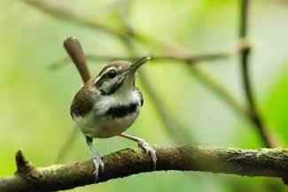 Zwartborstmuggensluiper - Microbates collaris