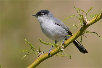 Zwartstaartmuggenvanger - Polioptila melanura