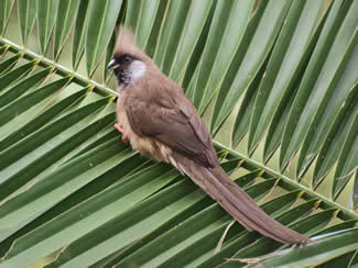 Gestreepte of bruine muisvogel - Colius striatus