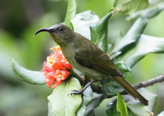 Olijfgroene honingzuiger - Cyanomitra olivacea Olijfgroene honingzuiger - Cyanomitra olivacea