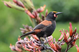 Noordelijke zadelrug - Philesturnus rufusater