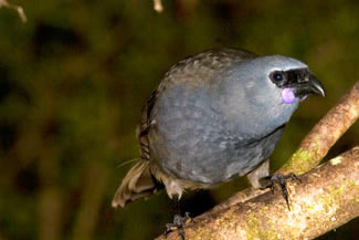 Zuidelijke kokako - Callaeas cinereus