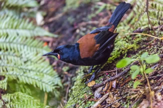 Zuidelijke zadelrug - Philesturnus carunculatus