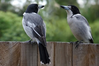 Grijsrugorgelvogel - Cracticus torquatus