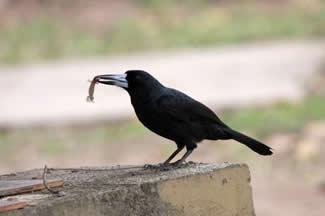 Zwarte orgelvogel - Cracticus quoyi