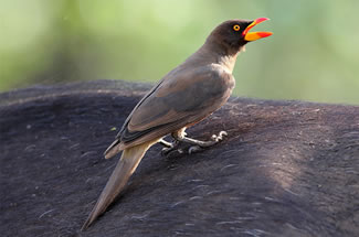 Geelsnavelossenpikker - Buphagus africanus