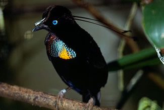 Berlepsch zesdradige paradijsvogel - Parotia berlepschi Berlepsch zesdradige paradijsvogel - Parotia berlepschi