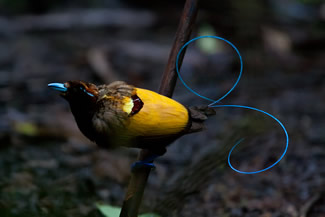 Geelkraagparadijsvogel - Cicinnurus magnificus