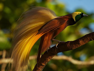 Grote paradijsvogel - Paradisaea apoda