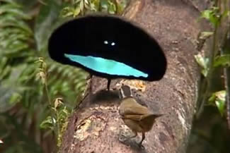 Kraagparadijsvogel - Lophorina superba