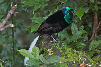 Lintstaartastrapia - Astrapia mayeri Lintstaartastrapia - Astrapia mayeri