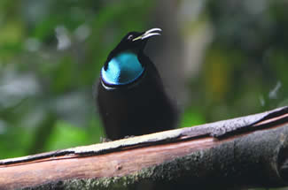 Prachtgeweervogel - Ptiloris magnificus Prachtgeweervogel - Ptiloris magnificus