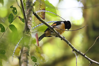 Wimpeldrager - Pteridophora alberti