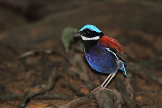 Blauwkoppitta - Pitta baudii Blauwkoppitta - Pitta baudii