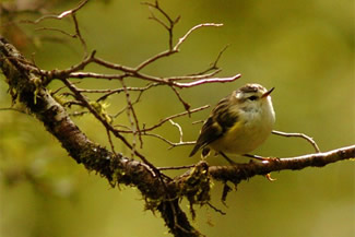 Geweervogel - Acanthisitta chloris Geweervogel - Acanthisitta chloris