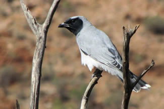 Australische rupsvogel - Coracina novaehollandiae Australische rupsvogel - Coracina novaehollandiae