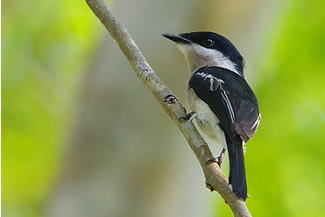 Bonte dwergtriller - Hemipus picatus