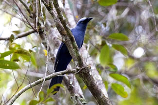 Donkerblauwe rupsvogel - Coracina temminckii