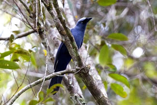 Donkerblauwe rupsvogel - Coracina temminckii Donkerblauwe rupsvogel - Coracina temminckii