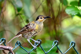 Gabonrupsvogel - Lobotos oriolinus Gabonrupsvogel - Lobotos oriolinus