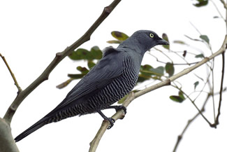Geeloogrupsvogel - Coracina lineata Geeloogrupsvogel - Coracina lineata