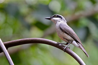 Grote Rupsklauwier - Tephrodornis virgatus