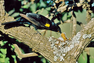 Kaapse rupsvogel - Campephaga flava Kaapse rupsvogel - Campephaga flava