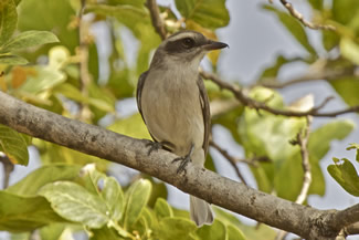 Kleine rupsklauwier - Tephrodornis pondicerianus