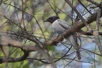 Madagaskarrupsvogel - Coracina cinerea Madagaskarrupsvogel - Coracina cinerea