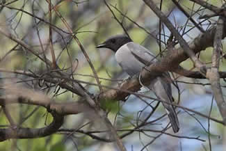 Madagaskarrupsvogel - Coracina cinerea