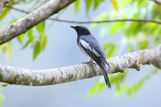 Pijlstaartrupsvogel - Coracina mcgregori