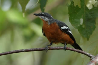 Roodbuiktriller - Lalage aurea Roodbuiktriller - Lalage aurea