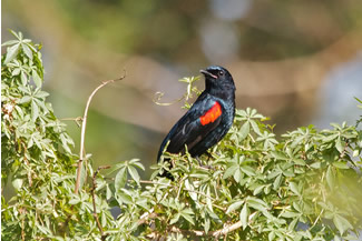 Roodschouderrupsvogel - Campephaga phoenicea