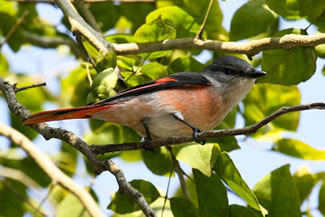 Roze menievogel - Pericrocotus roseus Roze menievogel - Pericrocotus roseus