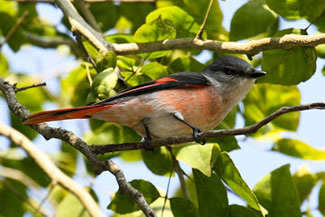 Roze menievogel - Pericrocotus roseus